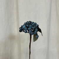 Blueberry Pick