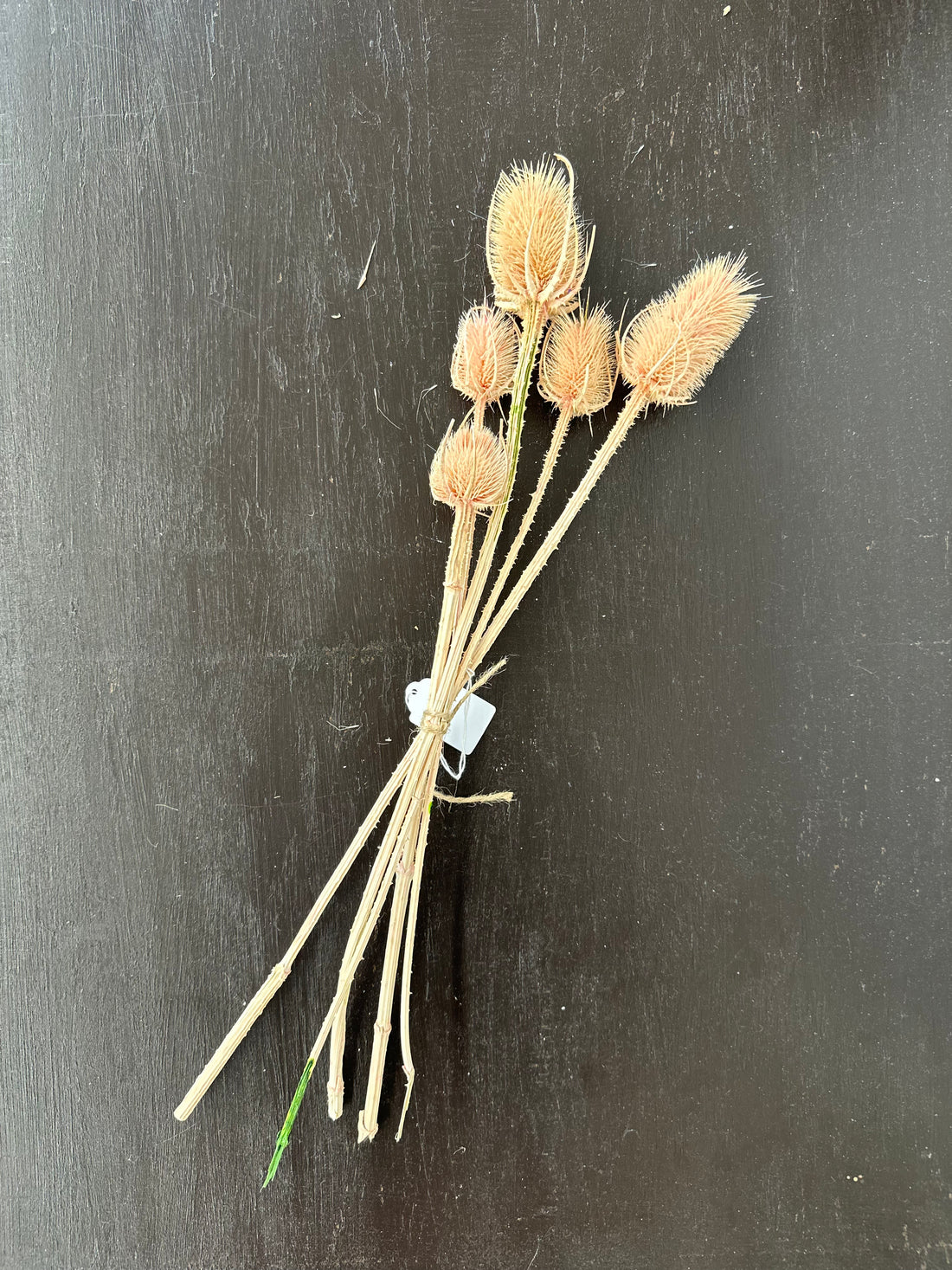Dried Pink Thistle Bundle