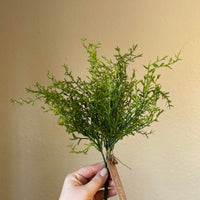 Dill Bush
