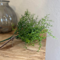 Dill Bush