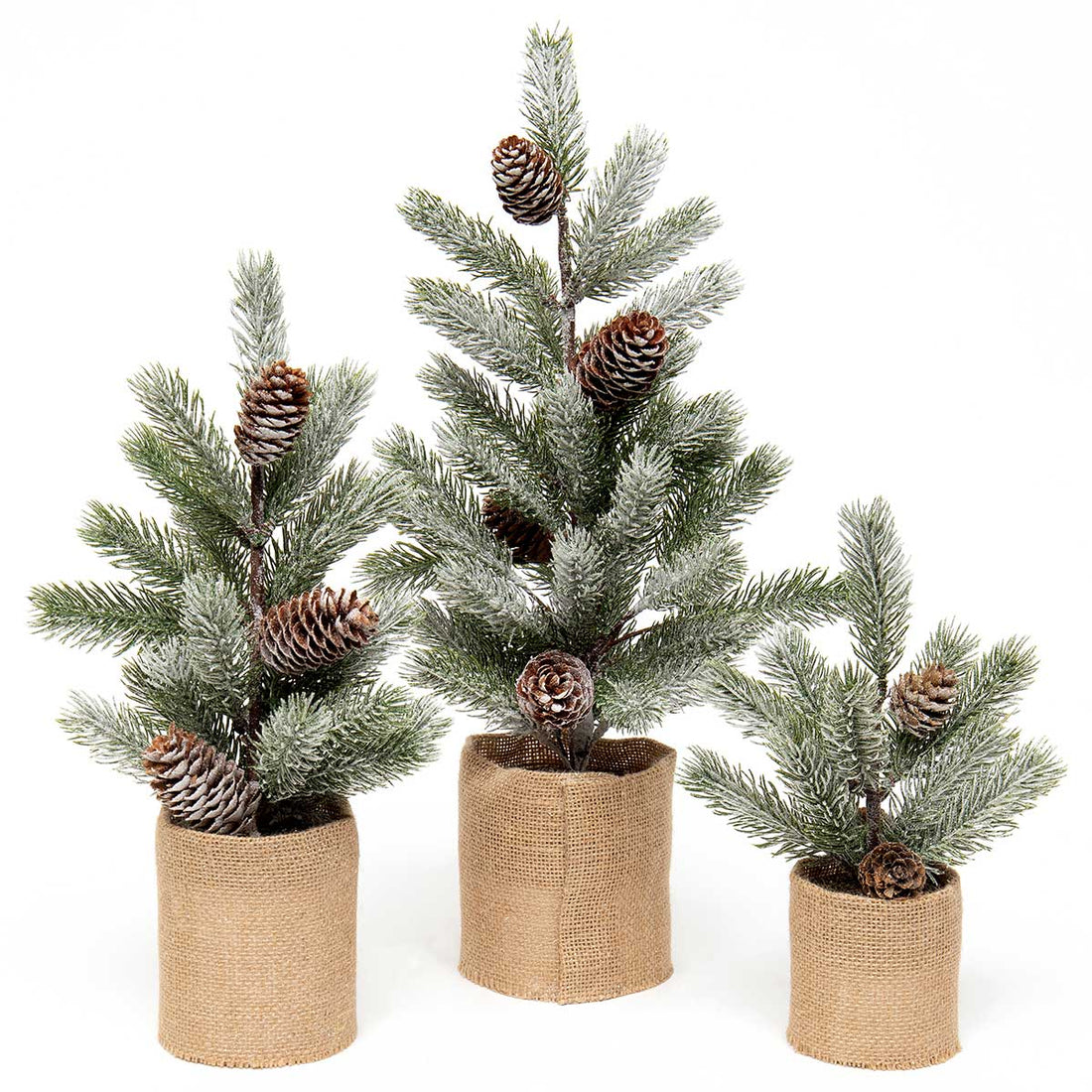 Spruce Pine Tree in Burlap Base