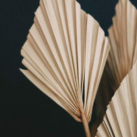 Dried Palm Leaf Spear - Natural